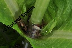 Wilde Karde, Dipsacus fullonum, Dipsacus sylvestris, Dipsacus fullonum, Dipsacus sylvestris, Wilde Karde, Dipsacaceae, Fruchtstand im Winter Kauf von 01697_dipsacus_fullonum_dsc_1428.jpg