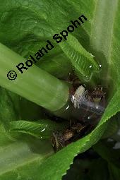 Wilde Karde, Dipsacus fullonum, Dipsacus sylvestris, Dipsacus fullonum, Dipsacus sylvestris, Wilde Karde, Dipsacaceae, Fruchtstand im Winter Kauf von 01697_dipsacus_fullonum_dsc_1429.jpg