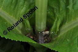 Wilde Karde, Dipsacus fullonum, Dipsacus sylvestris, Dipsacus fullonum, Dipsacus sylvestris, Wilde Karde, Dipsacaceae, Fruchtstand im Winter Kauf von 01697_dipsacus_fullonum_dsc_1430.jpg