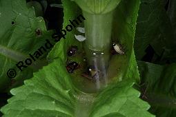 Wilde Karde, Dipsacus fullonum, Dipsacus sylvestris, Dipsacus fullonum, Dipsacus sylvestris, Wilde Karde, Dipsacaceae, Fruchtstand im Winter Kauf von 01697_dipsacus_fullonum_dsc_1432.jpg