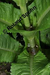 Wilde Karde, Dipsacus fullonum, Dipsacus sylvestris, Dipsacus fullonum, Dipsacus sylvestris, Wilde Karde, Dipsacaceae, Fruchtstand im Winter Kauf von 01697_dipsacus_fullonum_dsc_1433.jpg