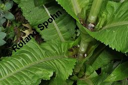 Wilde Karde, Dipsacus fullonum, Dipsacus sylvestris, Dipsacus fullonum, Dipsacus sylvestris, Wilde Karde, Dipsacaceae, Fruchtstand im Winter Kauf von 01697_dipsacus_fullonum_dsc_1434.jpg