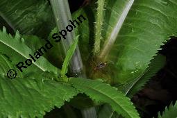 Wilde Karde, Dipsacus fullonum, Dipsacus sylvestris, Dipsacus fullonum, Dipsacus sylvestris, Wilde Karde, Dipsacaceae, Fruchtstand im Winter Kauf von 01697_dipsacus_fullonum_dsc_5207.jpg