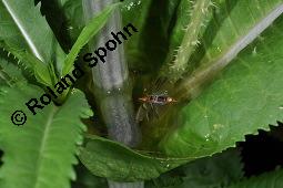 Wilde Karde, Dipsacus fullonum, Dipsacus sylvestris, Dipsacus fullonum, Dipsacus sylvestris, Wilde Karde, Dipsacaceae, Fruchtstand im Winter Kauf von 01697_dipsacus_fullonum_dsc_5208.jpg