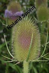 Wilde Karde, Dipsacus fullonum, Dipsacus sylvestris, Dipsacus fullonum, Dipsacus sylvestris, Wilde Karde, Dipsacaceae, Fruchtstand im Winter Kauf von 01697_dipsacus_fullonum_dsc_5256.jpg