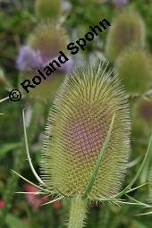 Wilde Karde, Dipsacus fullonum, Dipsacus sylvestris, Dipsacus fullonum, Dipsacus sylvestris, Wilde Karde, Dipsacaceae, Fruchtstand im Winter Kauf von 01697_dipsacus_fullonum_dsc_5257.jpg
