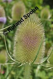 Wilde Karde, Dipsacus fullonum, Dipsacus sylvestris, Dipsacus fullonum, Dipsacus sylvestris, Wilde Karde, Dipsacaceae, Fruchtstand im Winter Kauf von 01697_dipsacus_fullonum_dsc_5258.jpg