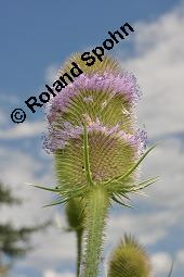 Wilde Karde, Dipsacus fullonum, Dipsacus sylvestris, Dipsacus fullonum, Dipsacus sylvestris, Wilde Karde, Dipsacaceae, Fruchtstand im Winter Kauf von 01697_dipsacus_fullonum_dsc_5265.jpg