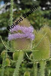 Wilde Karde, Dipsacus fullonum, Dipsacus sylvestris, Dipsacus fullonum, Dipsacus sylvestris, Wilde Karde, Dipsacaceae, Fruchtstand im Winter Kauf von 01697_dipsacus_fullonum_dsc_5266.jpg