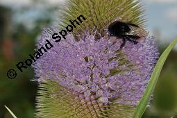 Wilde Karde, Dipsacus fullonum, Dipsacus sylvestris, Dipsacus fullonum, Dipsacus sylvestris, Wilde Karde, Dipsacaceae, Fruchtstand im Winter Kauf von 01697_dipsacus_fullonum_dsc_5274.jpg