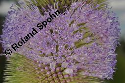 Wilde Karde, Dipsacus fullonum, Dipsacus sylvestris, Dipsacus fullonum, Dipsacus sylvestris, Wilde Karde, Dipsacaceae, Fruchtstand im Winter Kauf von 01697_dipsacus_fullonum_dsc_5275.jpg