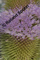 Wilde Karde, Dipsacus fullonum, Dipsacus sylvestris, Dipsacus fullonum, Dipsacus sylvestris, Wilde Karde, Dipsacaceae, Fruchtstand im Winter Kauf von 01697_dipsacus_fullonum_dsc_5276.jpg