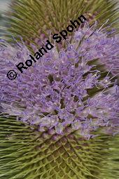 Wilde Karde, Dipsacus fullonum, Dipsacus sylvestris, Dipsacus fullonum, Dipsacus sylvestris, Wilde Karde, Dipsacaceae, Fruchtstand im Winter Kauf von 01697_dipsacus_fullonum_dsc_5277.jpg