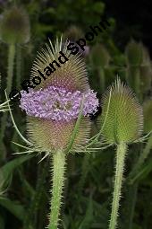Wilde Karde, Dipsacus fullonum, Dipsacus sylvestris, Dipsacus fullonum, Dipsacus sylvestris, Wilde Karde, Dipsacaceae, Fruchtstand im Winter Kauf von 01697_dipsacus_fullonum_dsc_5343.jpg