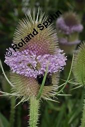 Wilde Karde, Dipsacus fullonum, Dipsacus sylvestris, Dipsacus fullonum, Dipsacus sylvestris, Wilde Karde, Dipsacaceae, Fruchtstand im Winter Kauf von 01697_dipsacus_fullonum_dsc_5344.jpg