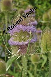 Wilde Karde, Dipsacus fullonum, Dipsacus sylvestris, Dipsacus fullonum, Dipsacus sylvestris, Wilde Karde, Dipsacaceae, Fruchtstand im Winter Kauf von 01697_dipsacus_fullonum_dsc_5347.jpg