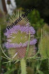 Wilde Karde, Dipsacus fullonum, Dipsacus sylvestris, Dipsacus fullonum, Dipsacus sylvestris, Wilde Karde, Dipsacaceae, Fruchtstand im Winter Kauf von 01697_dipsacus_fullonum_dsc_5349.jpg