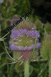 Wilde Karde, Dipsacus fullonum, Dipsacus sylvestris, Dipsacus fullonum, Dipsacus sylvestris, Wilde Karde, Dipsacaceae, Fruchtstand im Winter Kauf von 01697_dipsacus_fullonum_dsc_5351.jpg