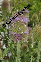 Wilde Karde, Dipsacus fullonum, Dipsacus sylvestris, Dipsacus fullonum, Dipsacus sylvestris, Wilde Karde, Dipsacaceae, Fruchtstand im Winter Kauf von 01697_dipsacus_fullonum_dsc_5352.jpg