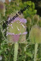 Wilde Karde, Dipsacus fullonum, Dipsacus sylvestris, Dipsacus fullonum, Dipsacus sylvestris, Wilde Karde, Dipsacaceae, Fruchtstand im Winter Kauf von 01697_dipsacus_fullonum_dsc_5353.jpg