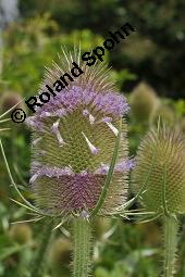 Wilde Karde, Dipsacus fullonum, Dipsacus sylvestris, Dipsacus fullonum, Dipsacus sylvestris, Wilde Karde, Dipsacaceae, Fruchtstand im Winter Kauf von 01697_dipsacus_fullonum_dsc_5354.jpg