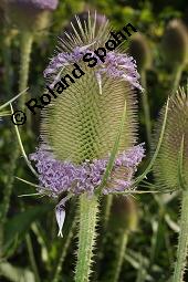 Wilde Karde, Dipsacus fullonum, Dipsacus sylvestris, Dipsacus fullonum, Dipsacus sylvestris, Wilde Karde, Dipsacaceae, Fruchtstand im Winter Kauf von 01697_dipsacus_fullonum_dsc_5606.jpg