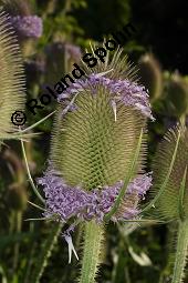 Wilde Karde, Dipsacus fullonum, Dipsacus sylvestris, Dipsacus fullonum, Dipsacus sylvestris, Wilde Karde, Dipsacaceae, Fruchtstand im Winter Kauf von 01697_dipsacus_fullonum_dsc_5607.jpg