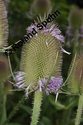 Wilde Karde, Dipsacus fullonum, Dipsacus sylvestris, Dipsacus fullonum, Dipsacus sylvestris, Wilde Karde, Dipsacaceae, Fruchtstand im Winter Kauf von 01697_dipsacus_fullonum_dsc_5746.jpg