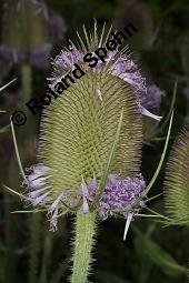 Wilde Karde, Dipsacus fullonum, Dipsacus sylvestris, Dipsacus fullonum, Dipsacus sylvestris, Wilde Karde, Dipsacaceae, Fruchtstand im Winter Kauf von 01697_dipsacus_fullonum_dsc_5748.jpg