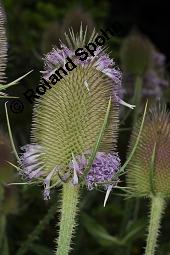 Wilde Karde, Dipsacus fullonum, Dipsacus sylvestris, Dipsacus fullonum, Dipsacus sylvestris, Wilde Karde, Dipsacaceae, Fruchtstand im Winter Kauf von 01697_dipsacus_fullonum_dsc_5749.jpg