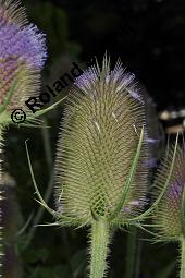Wilde Karde, Dipsacus fullonum, Dipsacus sylvestris, Dipsacus fullonum, Dipsacus sylvestris, Wilde Karde, Dipsacaceae, Fruchtstand im Winter Kauf von 01697_dipsacus_fullonum_dsc_5793.jpg