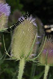 Wilde Karde, Dipsacus fullonum, Dipsacus sylvestris, Dipsacus fullonum, Dipsacus sylvestris, Wilde Karde, Dipsacaceae, Fruchtstand im Winter Kauf von 01697_dipsacus_fullonum_dsc_5794.jpg