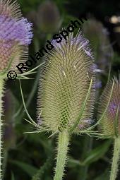 Wilde Karde, Dipsacus fullonum, Dipsacus sylvestris, Dipsacus fullonum, Dipsacus sylvestris, Wilde Karde, Dipsacaceae, Fruchtstand im Winter Kauf von 01697_dipsacus_fullonum_dsc_5795.jpg