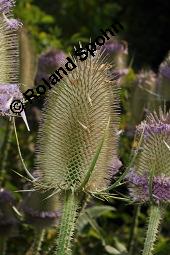 Wilde Karde, Dipsacus fullonum, Dipsacus sylvestris, Dipsacus fullonum, Dipsacus sylvestris, Wilde Karde, Dipsacaceae, Fruchtstand im Winter Kauf von 01697_dipsacus_fullonum_dsc_5880.jpg