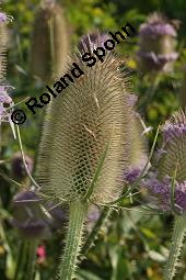 Wilde Karde, Dipsacus fullonum, Dipsacus sylvestris, Dipsacus fullonum, Dipsacus sylvestris, Wilde Karde, Dipsacaceae, Fruchtstand im Winter Kauf von 01697_dipsacus_fullonum_dsc_5881.jpg