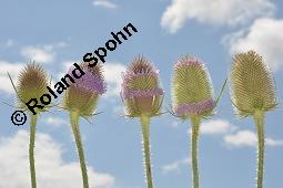 Wilde Karde, Dipsacus fullonum, Dipsacus sylvestris, Dipsacus fullonum, Dipsacus sylvestris, Wilde Karde, Dipsacaceae, Fruchtstand im Winter Kauf von 01697_dipsacus_fullonum_dsc_5916.jpg