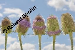 Wilde Karde, Dipsacus fullonum, Dipsacus sylvestris, Dipsacus fullonum, Dipsacus sylvestris, Wilde Karde, Dipsacaceae, Fruchtstand im Winter Kauf von 01697_dipsacus_fullonum_dsc_5917.jpg