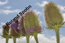 Wilde Karde, Dipsacus fullonum, Dipsacus sylvestris, Dipsacus fullonum, Dipsacus sylvestris, Wilde Karde, Dipsacaceae, Fruchtstand im Winter Kauf von 01697_dipsacus_fullonum_dsc_5920.jpg