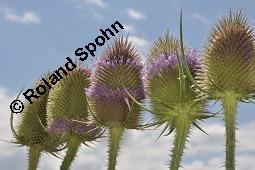 Wilde Karde, Dipsacus fullonum, Dipsacus sylvestris, Dipsacus fullonum, Dipsacus sylvestris, Wilde Karde, Dipsacaceae, Fruchtstand im Winter Kauf von 01697_dipsacus_fullonum_dsc_5922.jpg