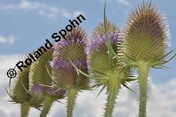 Wilde Karde, Dipsacus fullonum, Dipsacus sylvestris, Dipsacus fullonum, Dipsacus sylvestris, Wilde Karde, Dipsacaceae, Fruchtstand im Winter Kauf von 01697_dipsacus_fullonum_dsc_5923.jpg