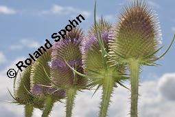 Wilde Karde, Dipsacus fullonum, Dipsacus sylvestris, Dipsacus fullonum, Dipsacus sylvestris, Wilde Karde, Dipsacaceae, Fruchtstand im Winter Kauf von 01697_dipsacus_fullonum_dsc_5924.jpg