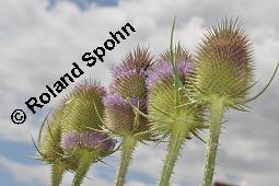 Wilde Karde, Dipsacus fullonum, Dipsacus sylvestris, Dipsacus fullonum, Dipsacus sylvestris, Wilde Karde, Dipsacaceae, Fruchtstand im Winter Kauf von 01697_dipsacus_fullonum_dsc_5928.jpg