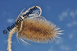 Wilde Karde, Dipsacus fullonum, Dipsacus sylvestris, Dipsacus fullonum, Dipsacus sylvestris, Wilde Karde, Dipsacaceae, Fruchtstand im Winter Kauf von 01697_dipsacus_fullonum_dsc_7397.jpg