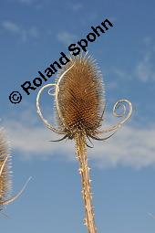 Wilde Karde, Dipsacus fullonum, Dipsacus sylvestris, Dipsacus fullonum, Dipsacus sylvestris, Wilde Karde, Dipsacaceae, Fruchtstand im Winter Kauf von 01697_dipsacus_fullonum_dsc_7398.jpg