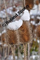 Wilde Karde, Dipsacus fullonum, Dipsacus sylvestris, Dipsacus fullonum, Dipsacus sylvestris, Wilde Karde, Dipsacaceae, Fruchtstand im Winter Kauf von 01697_dipsacus_fullonum_dsc_8356.jpg