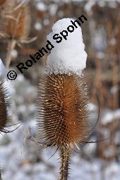 Wilde Karde, Dipsacus fullonum, Dipsacus sylvestris, Dipsacus fullonum, Dipsacus sylvestris, Wilde Karde, Dipsacaceae, Fruchtstand im Winter Kauf von 01697_dipsacus_fullonum_dsc_8358.jpg