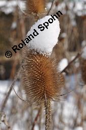 Wilde Karde, Dipsacus fullonum, Dipsacus sylvestris, Dipsacus fullonum, Dipsacus sylvestris, Wilde Karde, Dipsacaceae, Fruchtstand im Winter Kauf von 01697_dipsacus_fullonum_dsc_8359.jpg