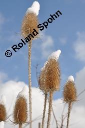 Wilde Karde, Dipsacus fullonum, Dipsacus sylvestris, Dipsacus fullonum, Dipsacus sylvestris, Wilde Karde, Dipsacaceae, Fruchtstand im Winter Kauf von 01697_dipsacus_fullonum_dsc_8361.jpg