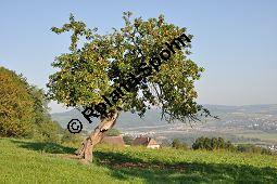 Kultur-Apfel, Malus domestica, Malus sylvestris var. domestica, Malus pumila var. domestica, Malus domestica, Malus sylvestris var. domestica, Malus pumila var. domestica, Kultur-Apfel, Apfelbaum, Rosaceae, fruchtend Kauf von 01701_malus_domestica_dsc_0225.jpg