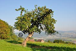 Kultur-Apfel, Malus domestica, Malus sylvestris var. domestica, Malus pumila var. domestica, Malus domestica, Malus sylvestris var. domestica, Malus pumila var. domestica, Kultur-Apfel, Apfelbaum, Rosaceae, fruchtend Kauf von 01701_malus_domestica_dsc_0226.jpg